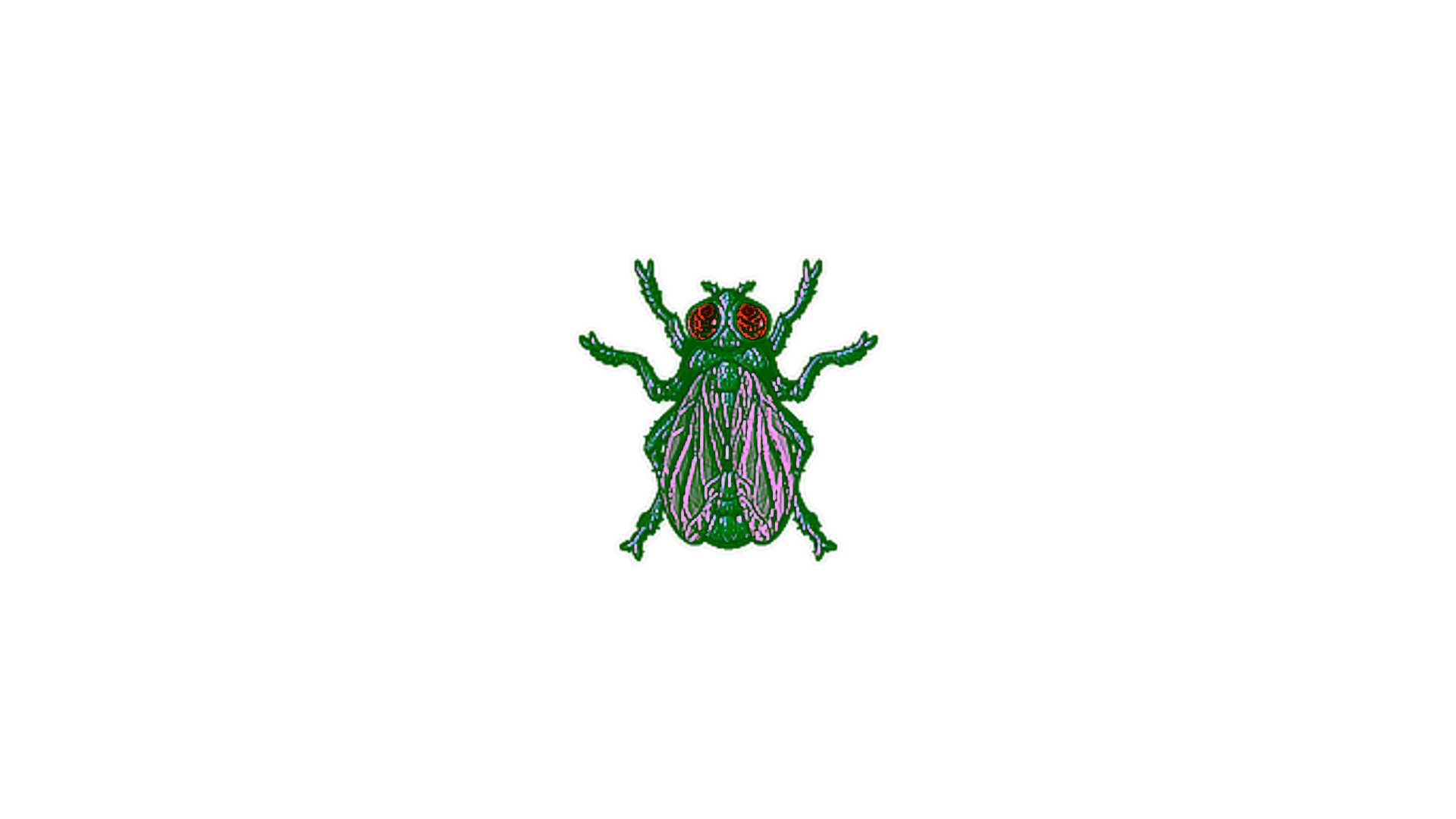 Visar för Sticker | Fruit Fly (Foil)